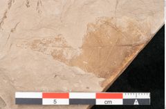 Foto (Detailansicht) von Taxodium distichum miocenicum Heer (NHMW-GEO-2024-0188-6413)
